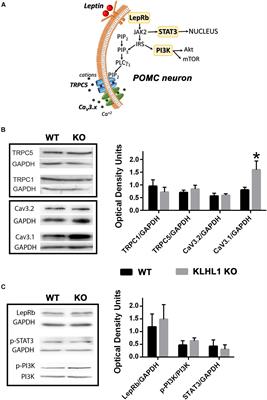 Genetic Deletion of KLHL1 Leads to Hyperexcitability in Hypothalamic POMC Neurons and Lack of Electrical Responses to Leptin